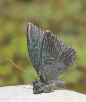 Schmetterling aus Bronze