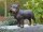Yorkshire Terrier Hundefigur aus Bronze