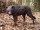 Bronzefigur Wolf