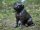 sitzende Labrador Welpenfigur aus Bronze
