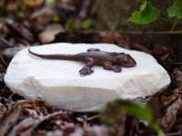 Salamander Bronzefigur