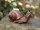 kleine Schnecke Bronzefigur