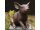 Schwein Bronzefigur