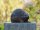 Igel Bronzefigur
