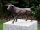 Stier Bulle Bronzefigur