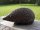 kleiner Igel Bronzefigur