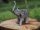 kleiner Elefant Bronzefigur
