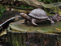 wasserspeiende Schildkröte Bronzefigur