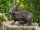 Hase Bronzefigur