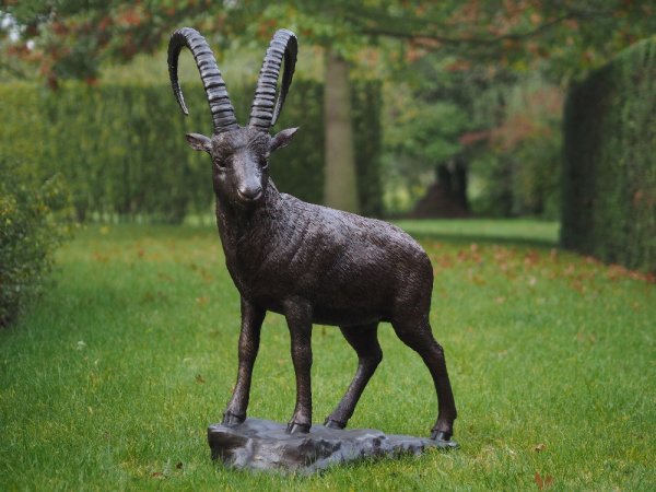 stehender Steinbock