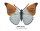 Handbemalter Schmetterling